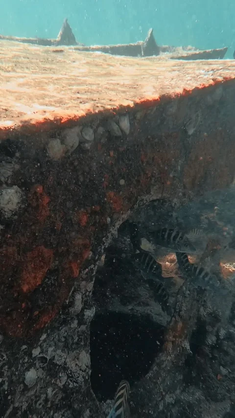 Ship Wreck Fish Stock Footage 278833482