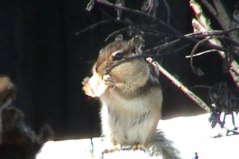 Сhipmunk 01 動画素材 999772