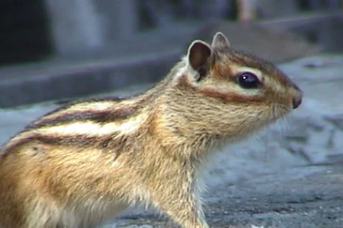 Сhipmunk 02 動画素材 999800