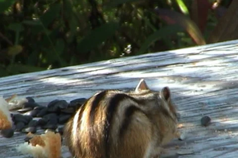 Сhipmunk 03 動画素材 1002934