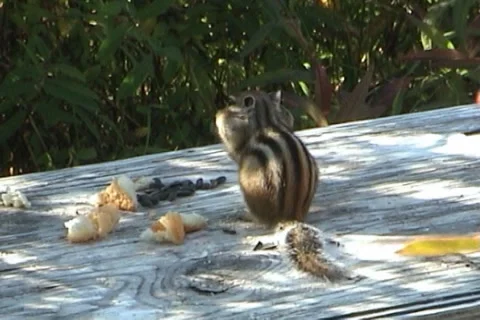 Сhipmunk 04 動画素材 1002985