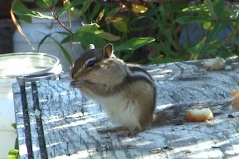 Сhipmunk 05 動画素材 1003081