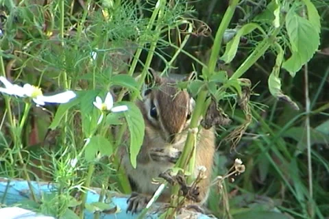 Сhipmunk 06 動画素材 1003186