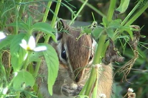 Сhipmunk 07 動画素材 1003235