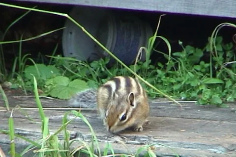 Сhipmunk 08 動画素材 1003296