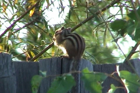 Сhipmunk 09 動画素材 1003365