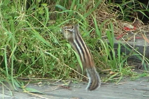 Сhipmunk 10 動画素材 1003383