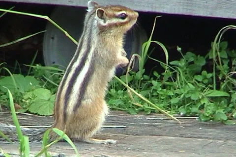 Сhipmunk 11 動画素材 1003391