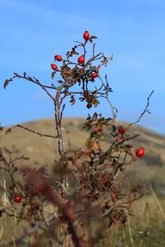 Shipovnik Stock Photos