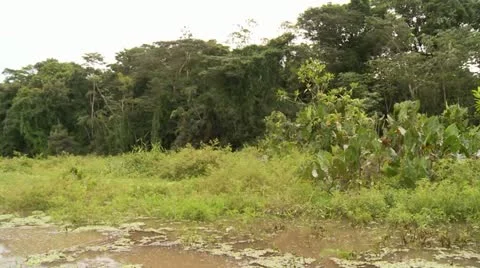 Shipping On Amazon River in Peru Stock Footage 10899799