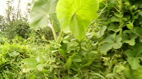 Shipping On Amazon River in Peru Stock Footage 10900533