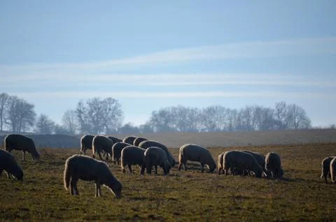 Ships on the fields Stock Photos