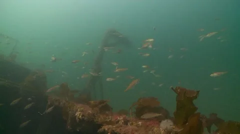 Shipwrech fish ,pollok Stock Footage 49376412