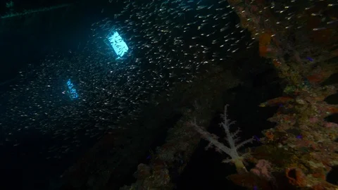 Shipwreck Carnatic with a school of fish inside, Red Sea, Egypt Stock Footage 88376881