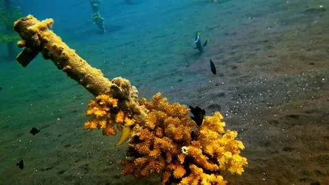 Shipwreck Colonized by Yellow Soft Coral with Reef Fish in Blue Water Stock Footage 334165363