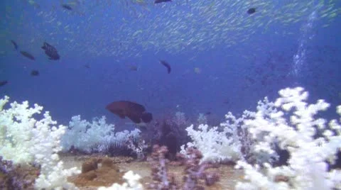 Shipwreck &amp; Fish Stock Footage 22287178