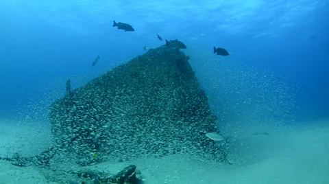 Shipwreck with fish Stock Footage 33862039