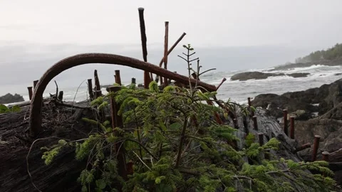 Shipwreck Stock Footage 167134423