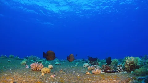 Shipwreck on the Sea Bottom Stock Footage 93911072
