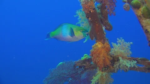 Shipwreck on the Sea Bottom Stock Footage 93911448