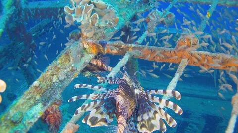 Shipwreck on the Sea Bottom Stock Footage 93911531