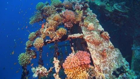 Shipwreck on the Sea Bottom Stock Footage 126789672