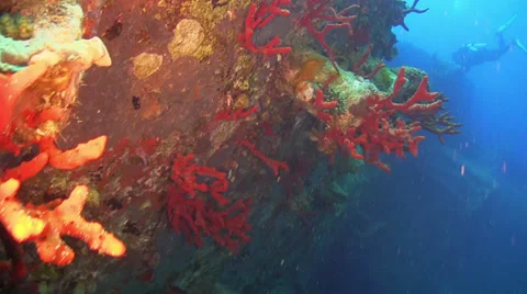 Shipwreck on the Seabed 스톡 동영상 38225039