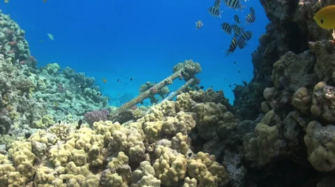 Shipwreck on the Seabed Stock Footage 38304081