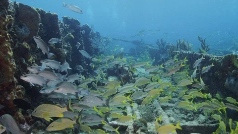 Shipwreck swim through in the Bermuda Triangle Stock Footage 97721731