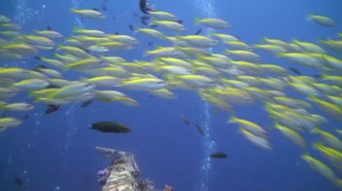 Shipwreck underwater Stock Footage 22297159