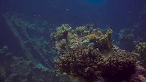 Shipwreck a vibrant coral reef teeming with colorful fish Stock Footage 319285952