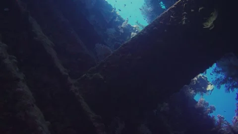 Shipwreck vibrant coral reefs teeming with diverse fish species and underwater Stock Footage 319282490