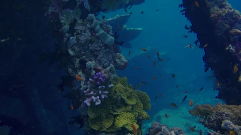 Shipwreck vibrant coral reefs teeming with fish species in an underwater Stock Footage 319285699