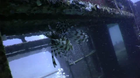 Shipwrecked Lionfish ! Video stock 10565038