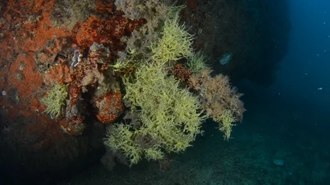 Shipwrecks, Mexico. Vidéo 101425015
