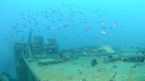 Shipwrecks, Mexico. 库存影片 101425049