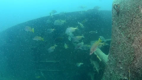 Shipwrecks, Mexico. Stockbeeldmateriaal 101425363