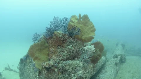 Shipwrecks, Mexico. Vidéo 101425830