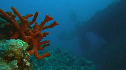 Shipwreck´s propeller and sponge, red sea 動画素材 11114763