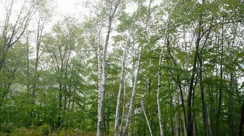 Shirakaba1 Stock-Footage 11191170