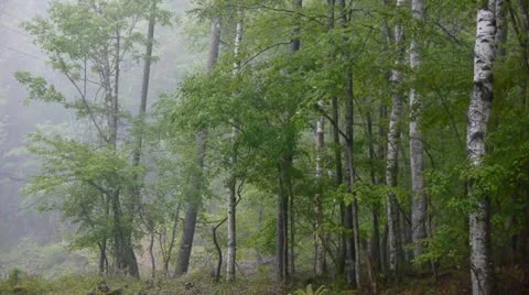 Shirakaba3 Stock Footage 11191183