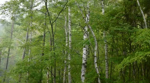 Shirakaba4 Stock Footage 11191258