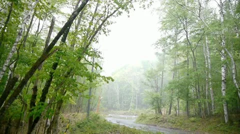 Shirakaba5 Vídeos de archivo 11191260