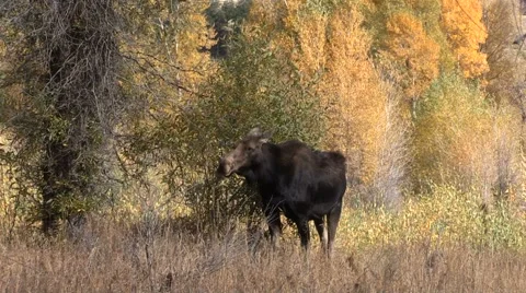 Shiras Moose Cow in Fall Vídeos de archivo 69036965
