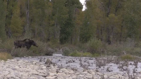 Shiras Moose Cows in the Fall Rut Vídeos de archivo 81480850