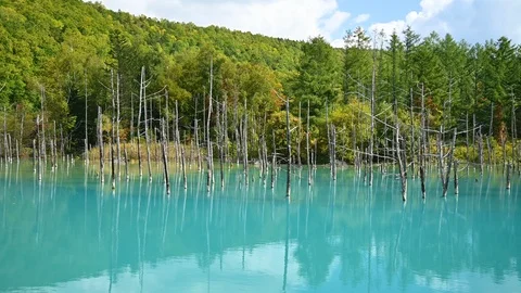 Shirogane blue pond Stock Footage 122014459