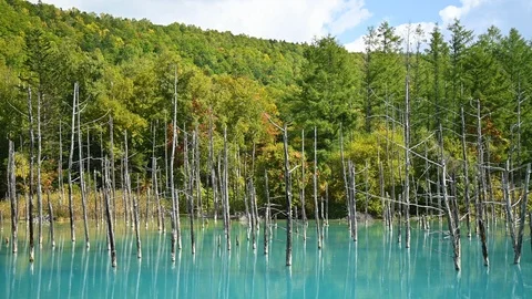 Shirogane blue pond Stock-Footage 122014463