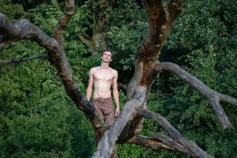 Shirtless man looking up while kneeling on log against trees in forest Stock Photos