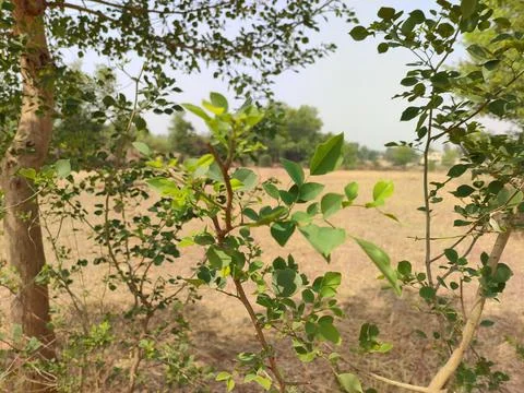 Shisham tree Foto stock