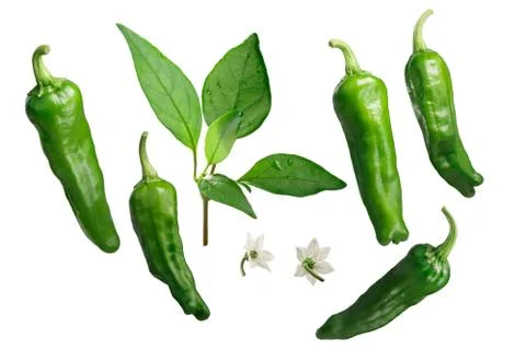 Shishito peppers as elements, paths for each Fotos Stock